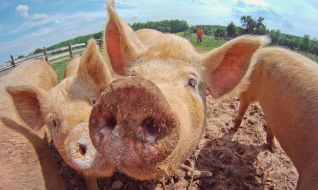 Драка со свиньей стоила мексиканцу жизни