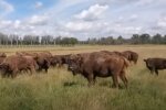 Зубри, скріншот