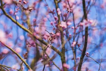 Погода на 29 березня: вдень спека, вночі зима