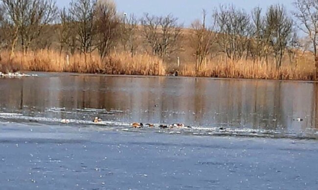 У заповіднику "Асканія-Нова" знайшли загиблих птахів, фото: kherson-news