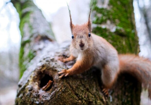 зимняя белка, фото: unian.ua