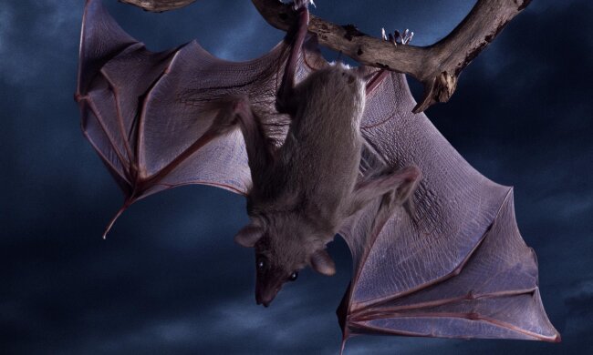 Целые колонии летучих мышей атакуют киевлян: что делать, если они выбрали вас