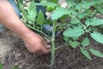 Помідор, скрін, відео YouTube