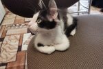 Кошка, скриншот