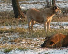 Под Киевом стая озверевших псов набросилась на ребенка, медики борются за искалеченную жизнь