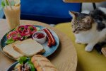 Котокафе Miau Grau у Варшаві закривається після 7 років роботи