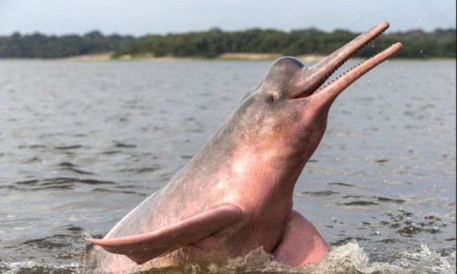 Таких більше не зустрінеш: 12 тварин у єдиному екземплярі