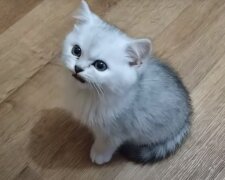 Котик, скриншот: Youtube