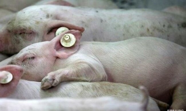 У п’яти областях свиней масово косить смертельний вірус