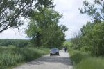 Тернопільщину атакували тополі-вбивці