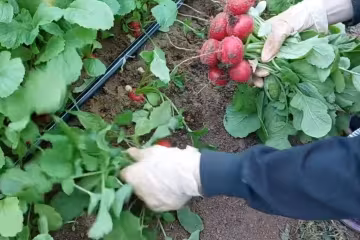 Редиска, город, кадр з відео