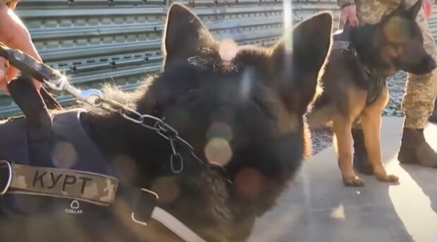 Франковские летчики воспитывают собак, кадр из репортажа ТСН: YouTube