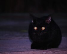 Кішка у темряві