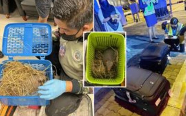 На цьому тижні співробітники аеропорту заарештували двох контрабандистів тварин в Таїланді
