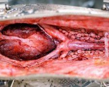Организация по защите животных выпустила сумки из аллигаторов