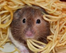 25 снимков забавных животных, которые заставят вас улыбнуться