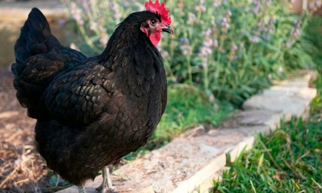 Матч чемпіонату Португалії призупинили через курку (фото)