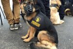 "Міг замерзнути": під Києвом третю добу шукають хлопчика в одних шортах