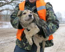 Волонтеры спасли стаю собак, которых женщина годами держала в квартире: истощенные и больные