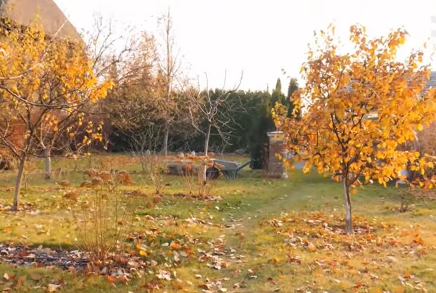 Осенний сад, скриншот с видео