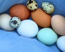 Курячі та перепелині яйця: фото з вільних джерел