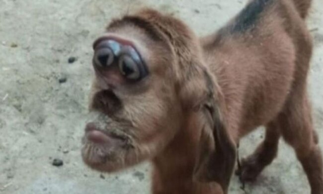 козеня, скріншот з відео