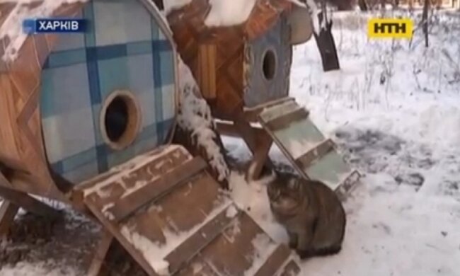 Харьковчанин построил кошачий хостел в палисаднике 