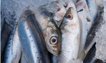 Сардины: фото из свободных источников