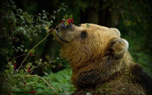 Медведи оказались главными "сеятелями" Аляски
