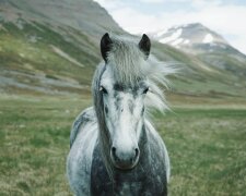 лошадь, фото Pxhere