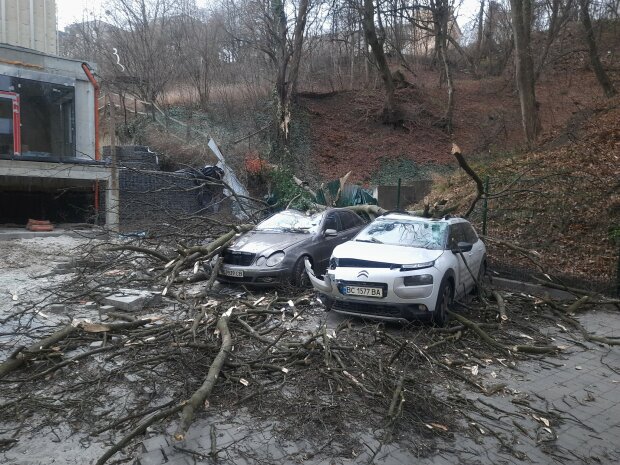 Шторм наделал беды во Львове, две машины похоронило под деревьями - передки вдребезги