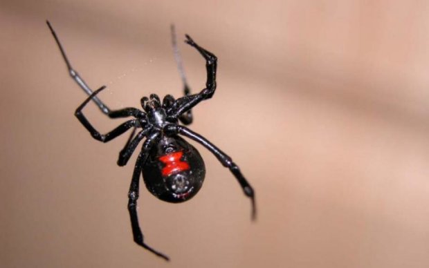 Тестове завдання: американець поласував павуками заради роботи