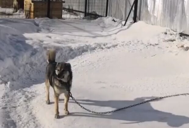Розправа над тваринами в Якутську, фото Instagram