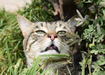 Котик в нюхательном трансе