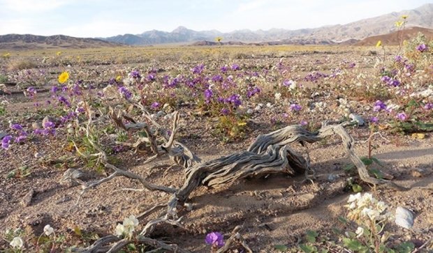 Чудо природы: зацвела Долина смерти (видео)