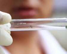 В Європі перший випадок захворювання вагітної вірусом Зіка