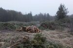 незаконная вырубка деревьев