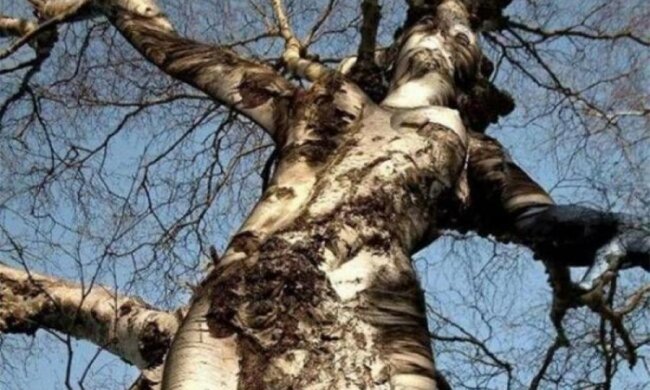 У людей и растений оказалось намного больше общего