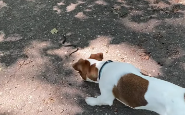 Пес на прогулке. Фото: скрин youtube