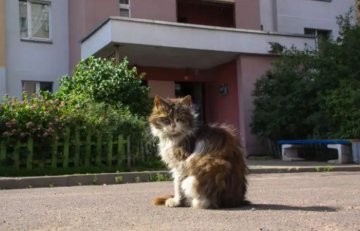 Котик, фото: Знай.ua