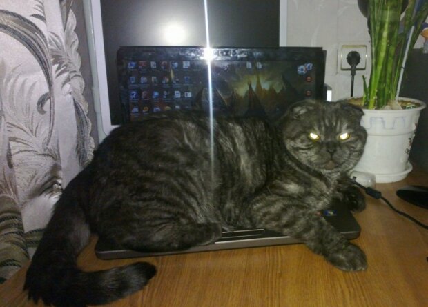 Кот мешает работать, фото из социальных сетей
