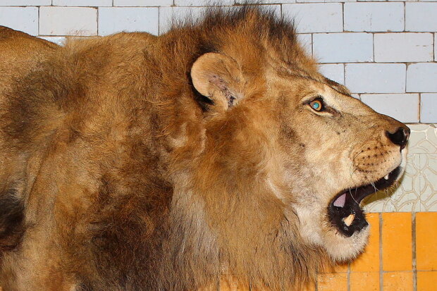 Под Харьковом истощенные львы и тигры готовят атаку на людей, голод не тетка