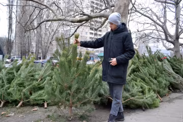 Продажа елок, скриншот: YouTube