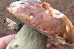 Гриб, фото: Суспільне