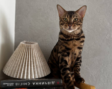 Котик, фото: Знай.ua