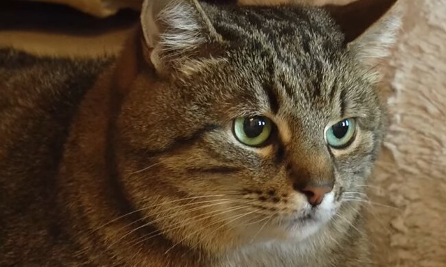 Кіт Степан. Фото: скриншот відео