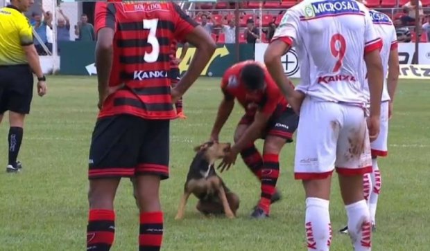 Собака поиграла с футболистами во время матча (видео)