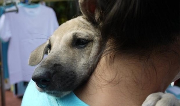 Ученые доказали, что собаки не любят обниматься