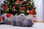 Новогодний кот, фото Знай.ua