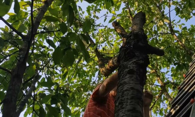 Дерево з ягодами, фото: скріншот з відео